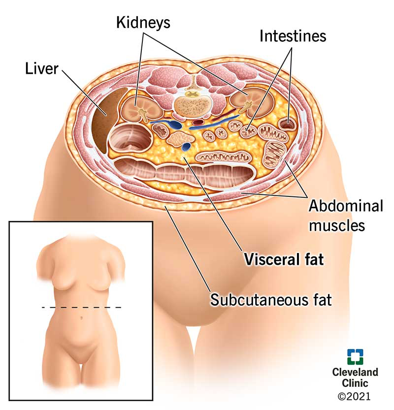 Metabolic Belly Diagram