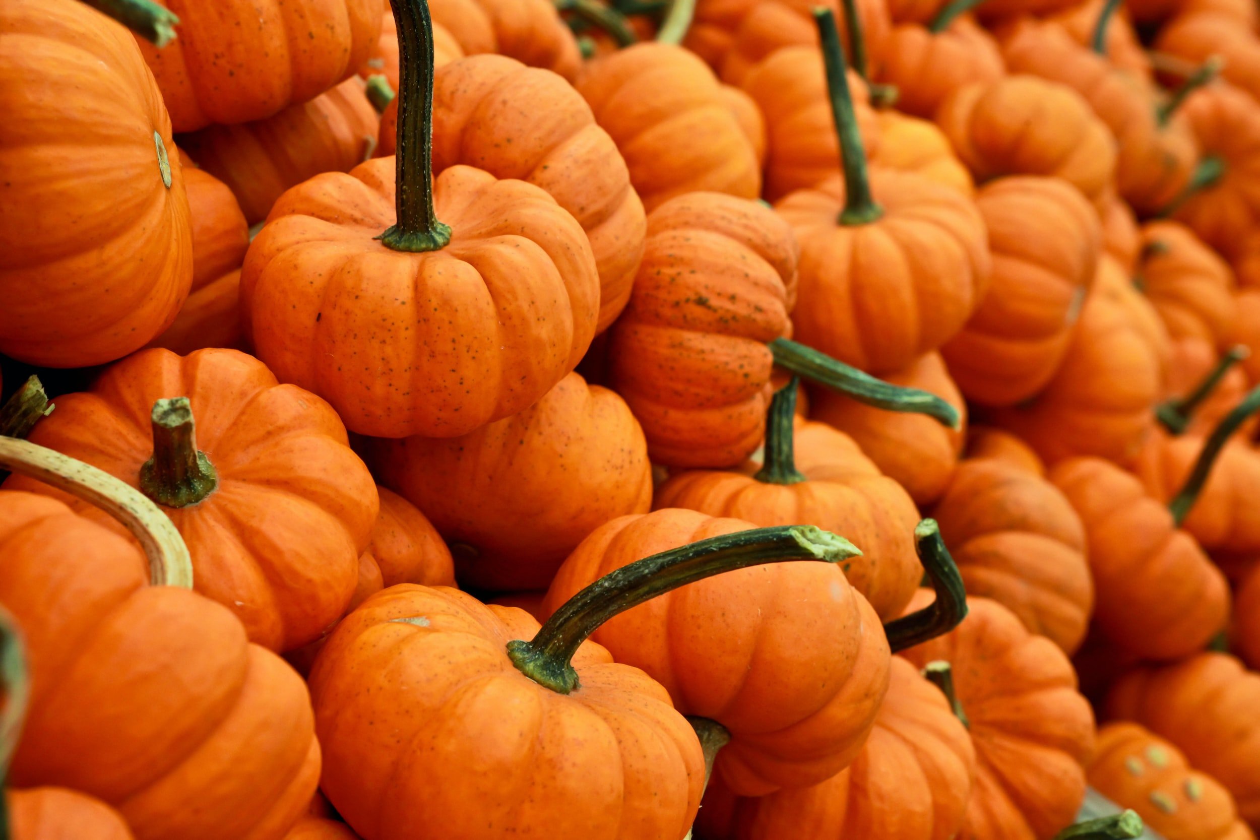 Pumpkin Hummus